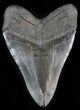 Large Megalodon Tooth - Georgia #30071-2